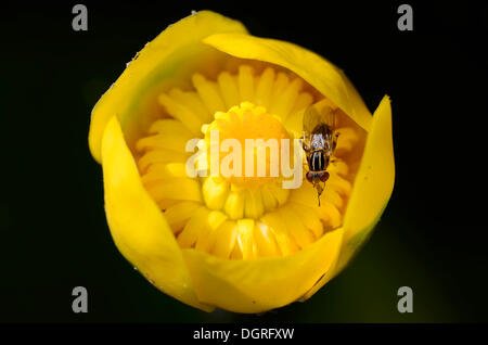 Common Sonnenschwebfliege hoverfly (Helophilus pendulus) on flower of Yellow pond lily (Nuphar lutea), Schwenzin bay in Lake Stock Photo