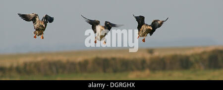 Greater white-fronted geese (Anser albifrons) Stock Photo