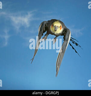 Cockatiel (Nymphicus hollandicus) in flight Stock Photo
