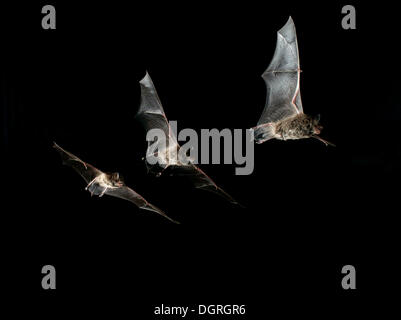 Daubenton's bat (Myotis daubentonii) Stock Photo