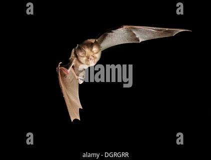 Greater Horseshoe Bat (Rhinolophus ferrumequinum) Stock Photo