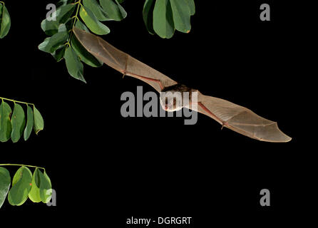 Common Bent-wing Bat or Schreiber's Long-Fingered Bat (Miniopterus schreibersii) Stock Photo