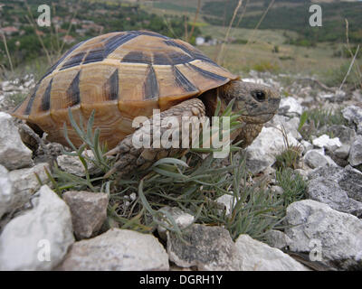 Spur-thighed Tortoise (Testudo graeca), Bulgaria, Europe Stock Photo