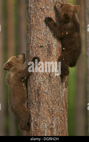 Brown bear cubs climbs a tree. Natural habitat. In Summer forest ...
