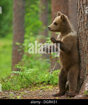 Young brown bear (Ursus arctos), cub, standing at a tree, Karelia, Finland, Europe Stock Photo