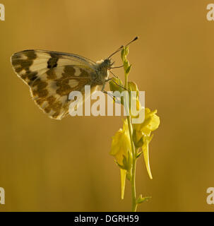 Eastern Bath White butterfly (Pontia edusa), Bulgaria, Europe Stock Photo