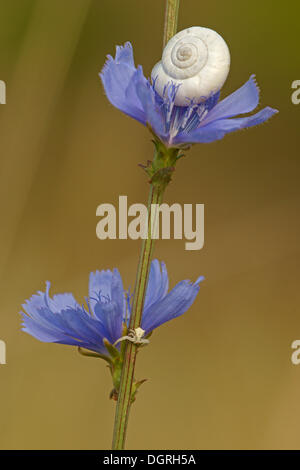 Heath Snail (Helicellinae) and a Crab Spider (Thomisus onustus) on a Common Chicory (Cichorium intybus), Bulgaria, Europe Stock Photo