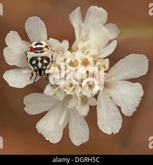 Larva of a Shield Bug (Eurydema spec) on a white flower, Bulgaria, Europe Stock Photo