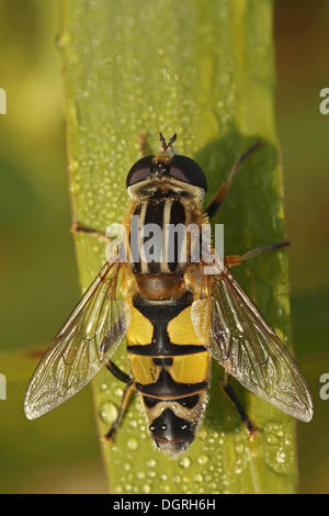 European Hoverfly (Helophilus pendulus), Bad Hersfeld, Hesse Stock Photo