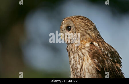 Tawny Owl (Strix aluco), captive, Hesse Stock Photo