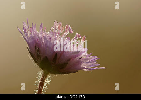 Pink Mist (Scabiosa columbaria), Kassel, Hesse Stock Photo