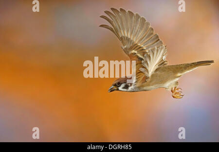 Eurasian Tree Sparrow (Passer montanus), in flight, Bad Hersfeld, Hesse Stock Photo