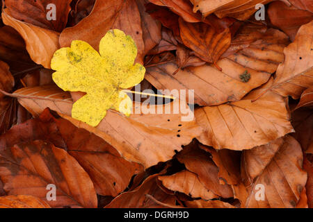 Leaf of a Field Maple (Acer campestre) on Beech (Fagus sylvatica) leaves, Bad Hersfeld, Hesse Stock Photo