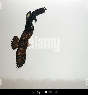 Golden eagle (Aquila chrysaetos) and Common raven (Corvus corax) in flight, Naturpark Sinite Kamani, Bulgaria Stock Photo