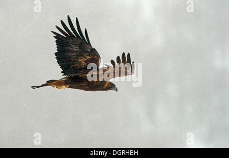 Golden Eagle (Aquila chrysaetos) in flight, Naturpark Sinite Kamani, Bulgaria Stock Photo