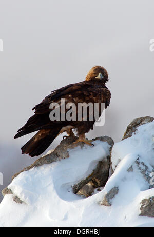 Golden Eagle (Aquila chrysaetos), Bulgaria Stock Photo