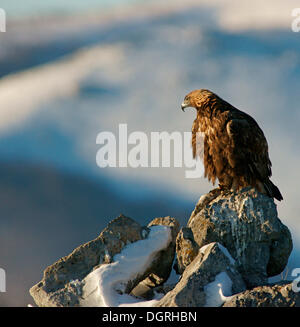 Golden Eagle (Aquila chrysaetos), Naturpark Sinite Kamani, Bulgaria Stock Photo