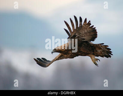 Golden Eagle (Aquila chrysaetos) in flight, Naturpark Sinite Kamani, Bulgaria Stock Photo