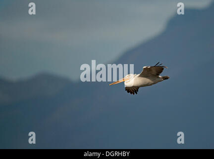 Dalmatian Pelican (Pelecanus crispus) on landing, Lake Kerkini, Central Macedonia, Greece Stock Photo