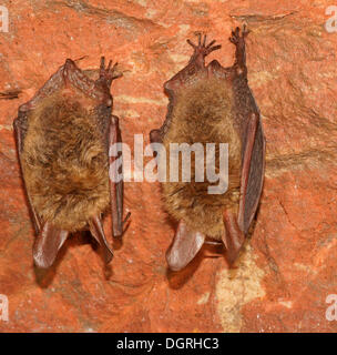 Bechstein's Bats (Myotis bechsteinii) in hibernation, Bad Hersfeld, Hesse, Germany Stock Photo