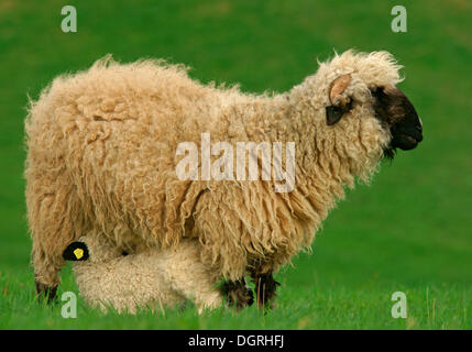 Valais Blacknose sheep (Ovis orientalis aries), ewe with suckling lamb, Bad Hersfeld, Hesse, Germany Stock Photo