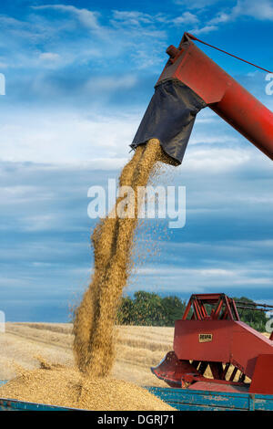Combine harvester filling a trailer with wheat grain, Baden-Wuerttemberg Stock Photo