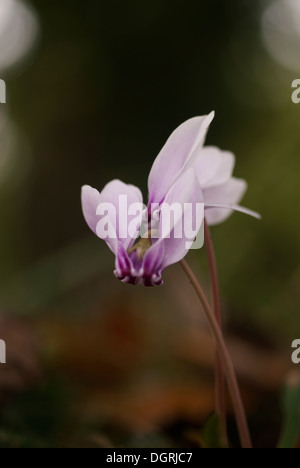 Close-up, macro photograph of purple cabbage Stock Photo - Alamy