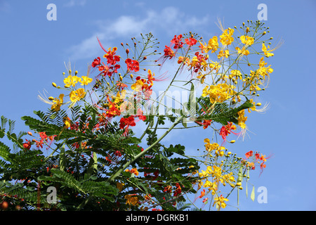 Yellow And Red Tropical Tree Flowers, Ghana Stock Photo