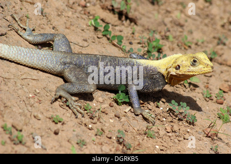 Ghanaian subspecies of Red-headed Rock Agama With Yellow Head Stock Photo