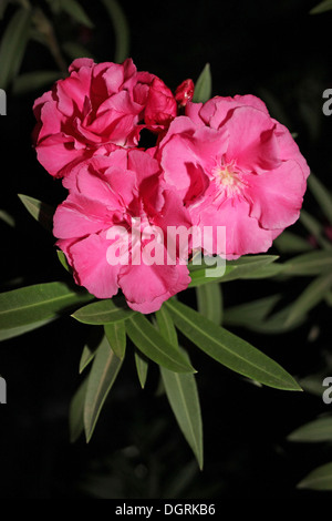 Cerise Pink Tropical Tree Flowers, Ghana Stock Photo