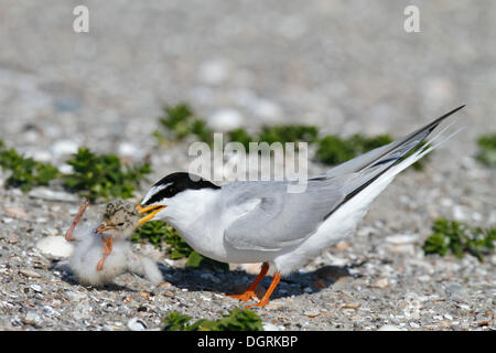Little Tern (Sternula albifrons), species internal aggression against a foreign chick, typical behavior of terns, Minsener Oog, Stock Photo