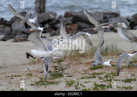 A European Herring Gull (Larus argentatus) captured the chick of a Common Tern (Sterna hirundo), terns defending the chick
