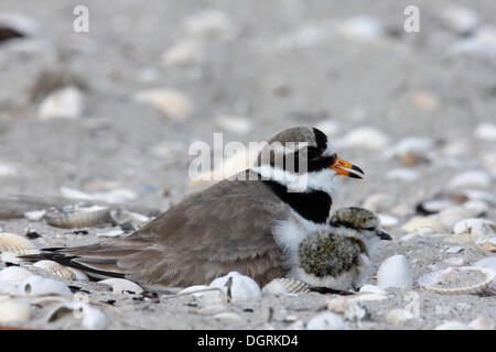 Ringed Plover (Charadrius hiaticula) brooding on a nest with a chick, East Frisian Islands, East Frisia, Lower Saxony, Germany Stock Photo