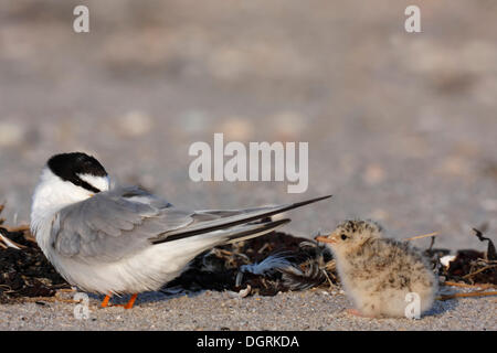 Little Tern (Sterna albifrons), adult bird with chick, East Frisian Islands, East Frisia, Lower Saxony, Germany Stock Photo