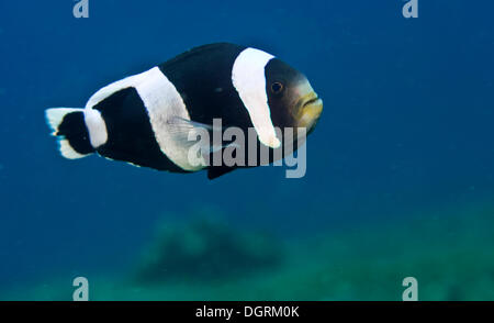 Saddleback Clownfish (Amphiprion polymnus), Indonesia Stock Photo