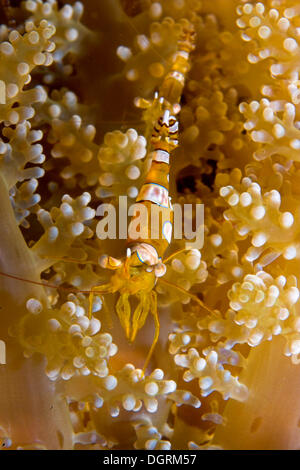 Squat anemone shrimp (Thor amboinensis), Philippines, Asia Stock Photo
