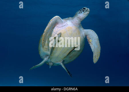 Green Sea Turtle (Chelonia mydas), Balnek, Busuanga, Philippines, Asia