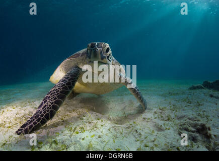 Green Sea Turtle (Chelonia mydas), Balnek, Busuanga, Philippines, Asia