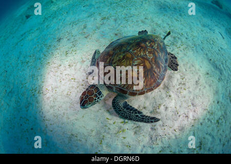 Green Sea Turtle (Chelonia mydas), Balnek, Busuanga, Philippines, Asia