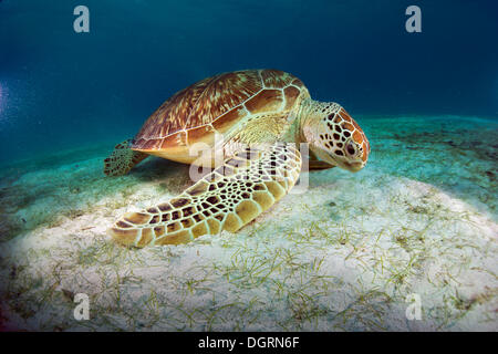Green Sea Turtle (Chelonia mydas) eating seagrass, Balnek, Busuanga, Philippines, Asia