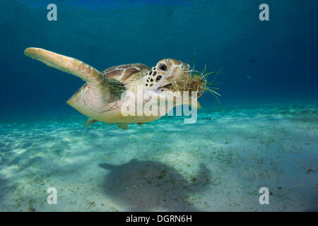 Green Sea Turtle (Chelonia mydas) eating seagrass, Balnek, Busuanga, Philippines, Asia