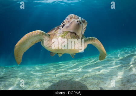 Green Sea Turtle (Chelonia mydas), Balnek, Busuanga, Philippines, Asia