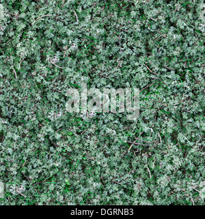 Seamless Texture of Sage-Brush. Stock Photo