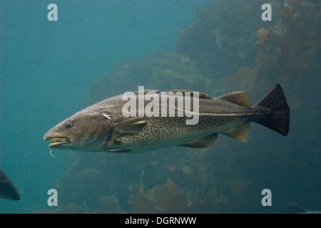 Cod, Morue, codling, codfish, Cabbilaud, Dorsch, Kabeljau, Gadus morhua Stock Photo