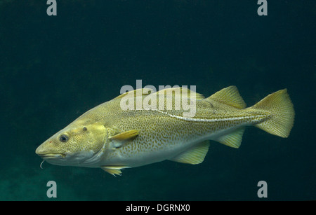 Cod, Morue, codling, codfish, Cabbilaud, Dorsch, Kabeljau, Gadus morhua Stock Photo