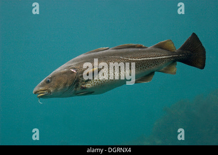 Cod, Morue, codling, codfish, Cabbilaud, Dorsch, Kabeljau, Gadus morhua Stock Photo