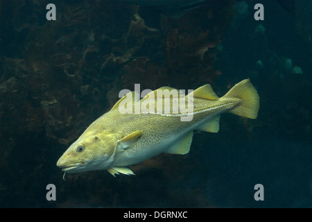 Cod, Morue, codling, codfish, Cabbilaud, Dorsch, Kabeljau, Gadus morhua Stock Photo