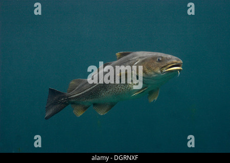 Cod, Morue, codling, codfish, Cabbilaud, Dorsch, Kabeljau, Gadus morhua Stock Photo