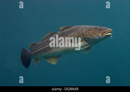 Cod, Morue, codling, codfish, Cabbilaud, Dorsch, Kabeljau, Gadus morhua Stock Photo