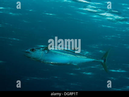 Dogtooth Tuna (Gymnosarda unicolor), Barrier Reef, -, Australia Stock Photo